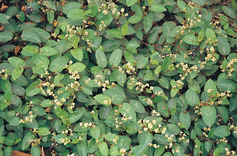 Chinese knotweed